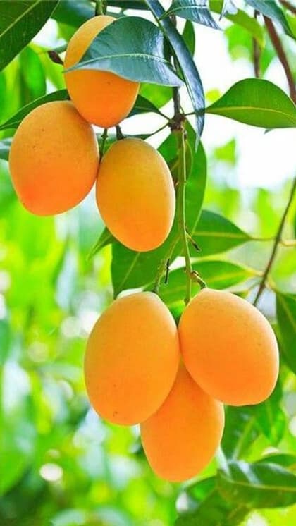 भारत के सबसे बड़े आम बगीचे के मालिक मुकेश अंबानी
