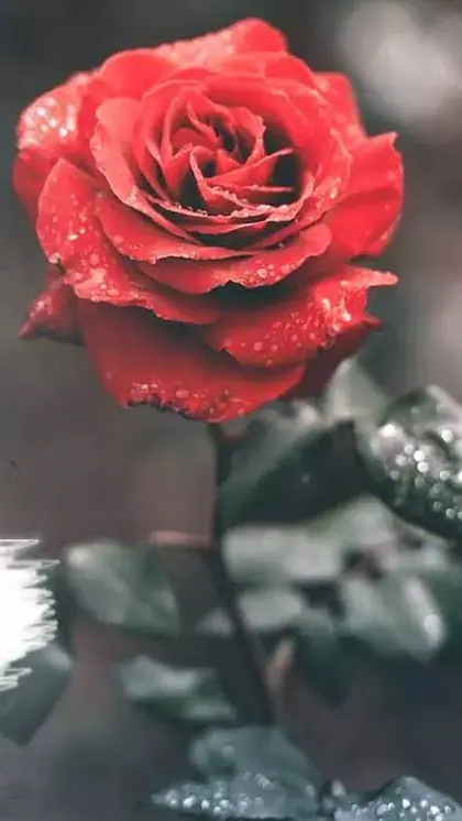 Rose Day पर गुलाब देने का चलन