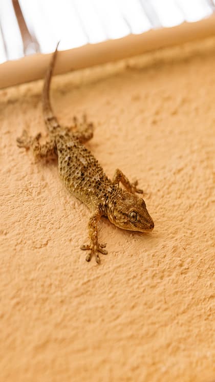 9 Proven home remedies to keep lizards away for good | 9 Proven Home  Remedies To Keep Lizards Away For Good Rtm