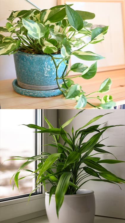 7 indoor plants to attract money and good fortune | Asianet Newsable