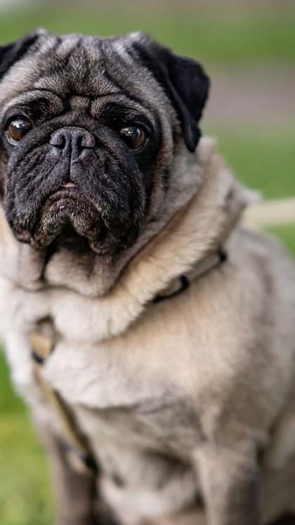 Pug