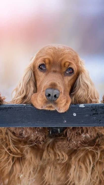 Cocker Spaniel