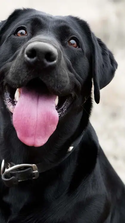 Labrador Retriever