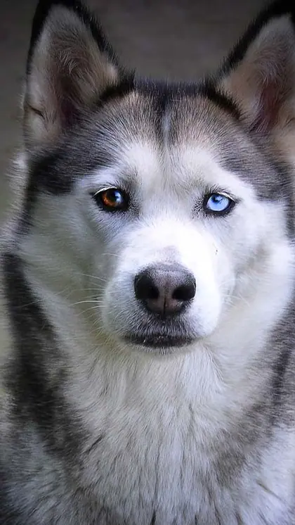 Siberian Husky
