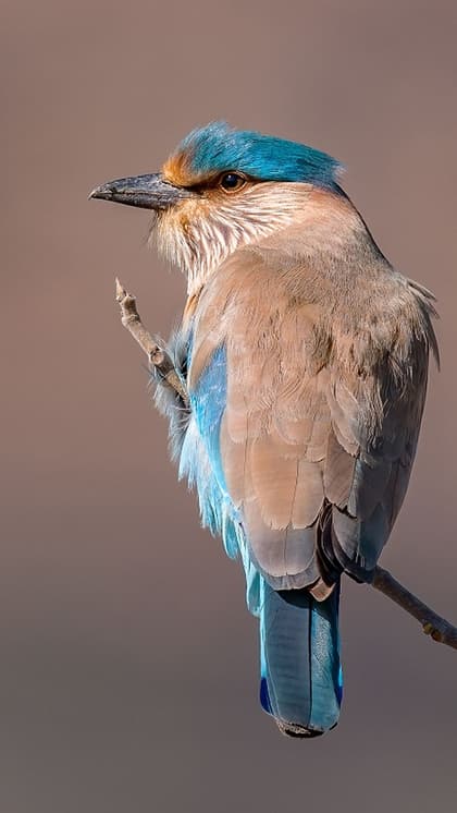 7 most stunning birds in the world