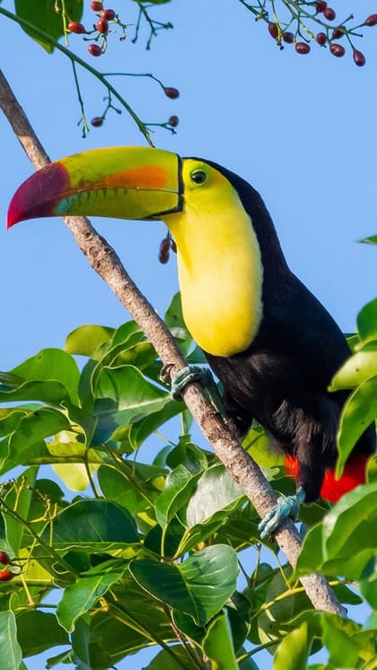 Tucan