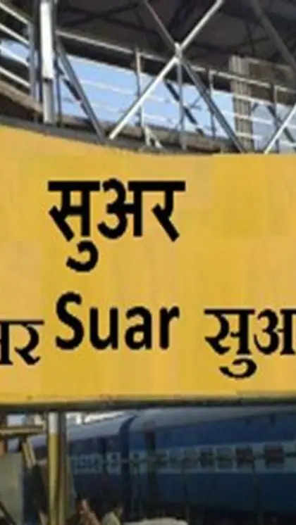 सुअर