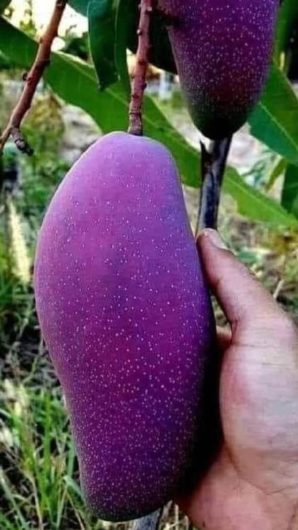 दुनिया का सबसे महंगा आम, लाखों में है कीमत, हेल्थ बेनिफिट्स हैं कमाल