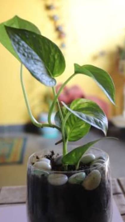 इन गलतियों से बचें, वरना मनी प्लांट बन जाएगा आपका बुरा भाग्य