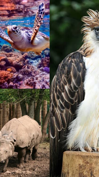7 of the World's Most Endangered Animals