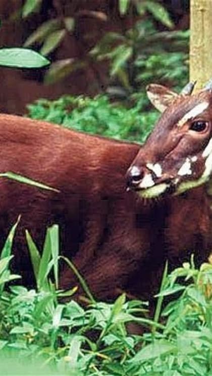 Saola