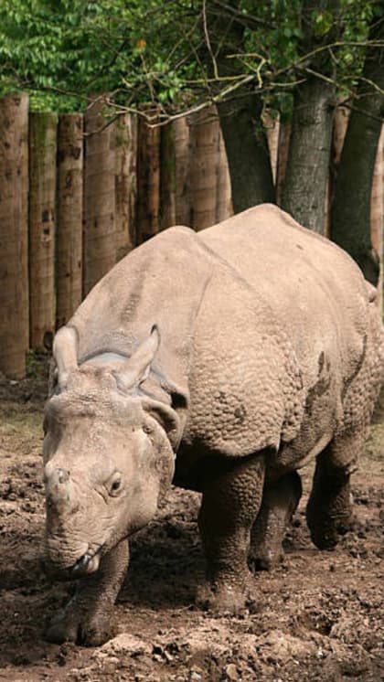 Javan Rhinos
