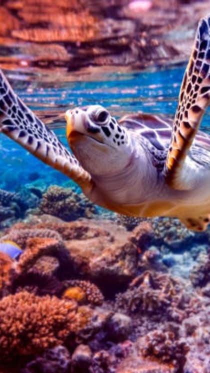 Hawksbill turtle