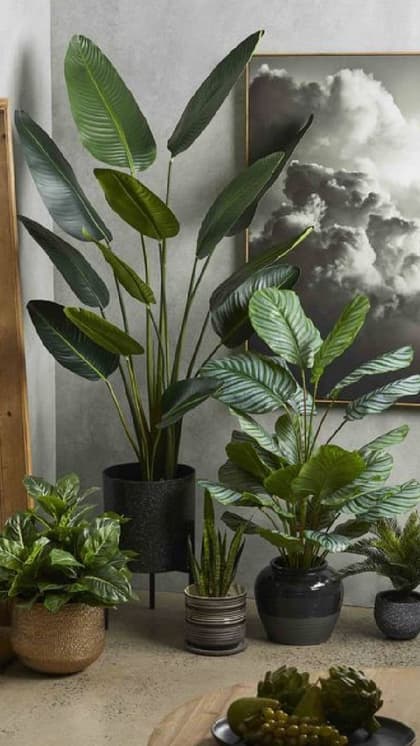 घर की जहरीली हवा को दूर करें indoor plants से