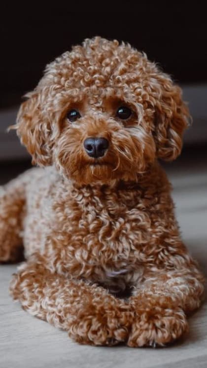 Poodle
