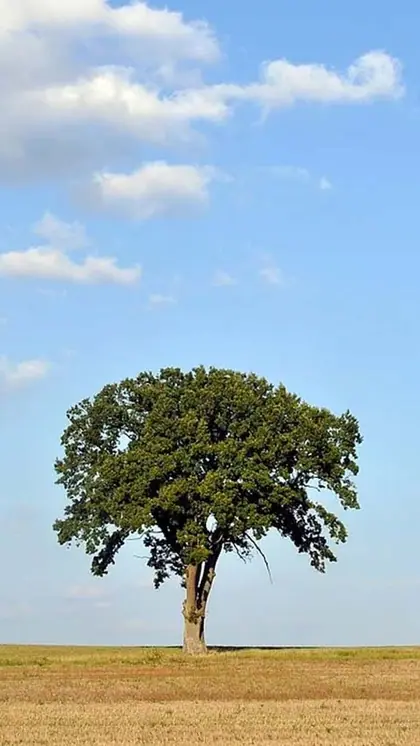 Oak Trees