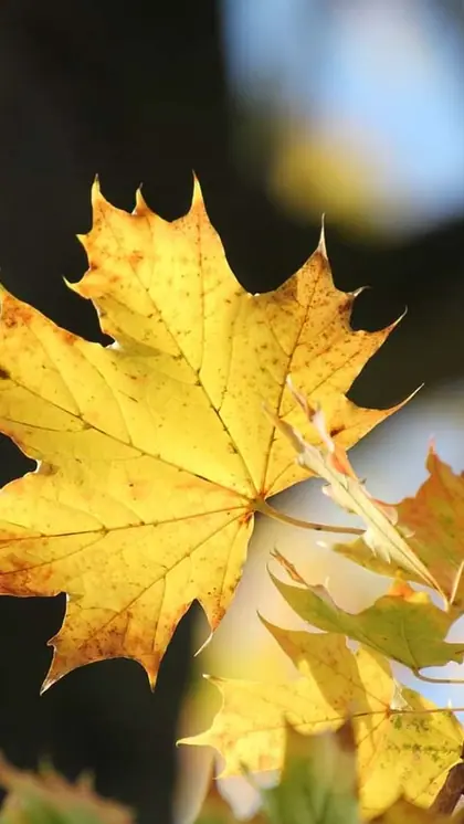 Maple Trees