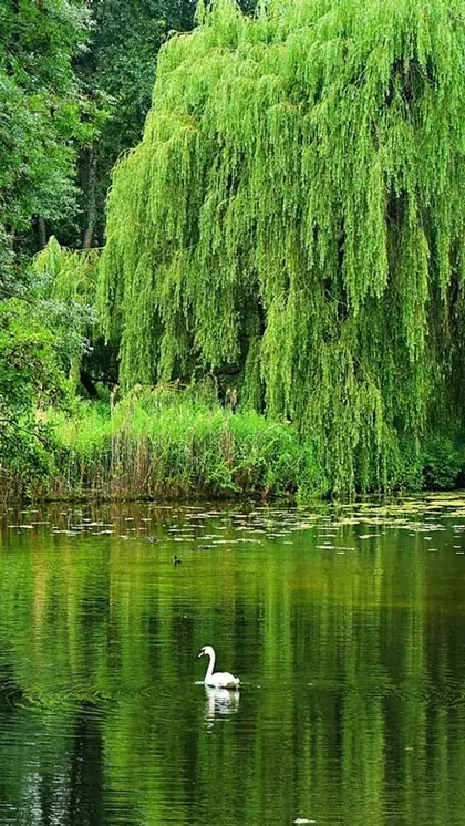 Willow Trees