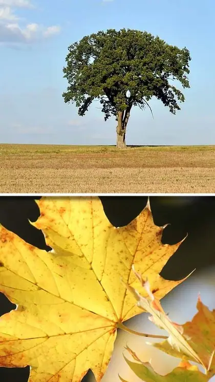 Oak to Maple: 5 trees that help in keeping environment cool