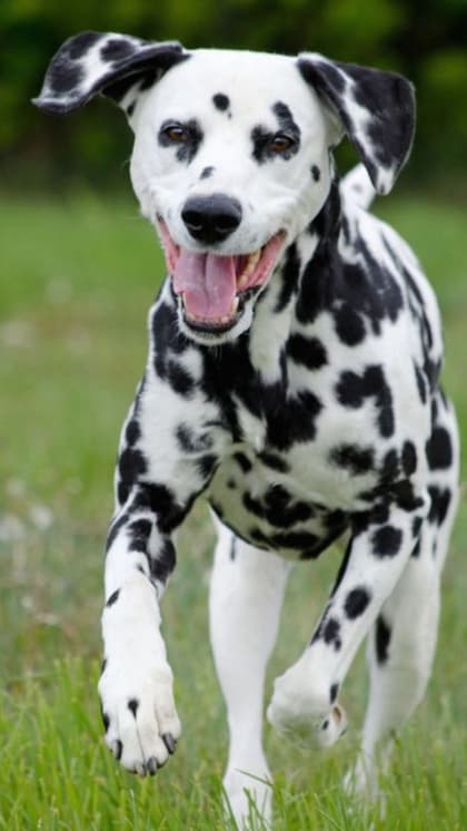 Dalmatian