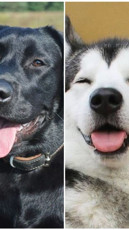 Labrador to Huskey: 7 Most naughtiest dog breeds in India