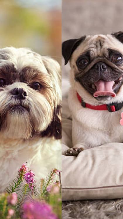 Shih Tzu to Pug: 8 dog breeds that are afraid of heights
