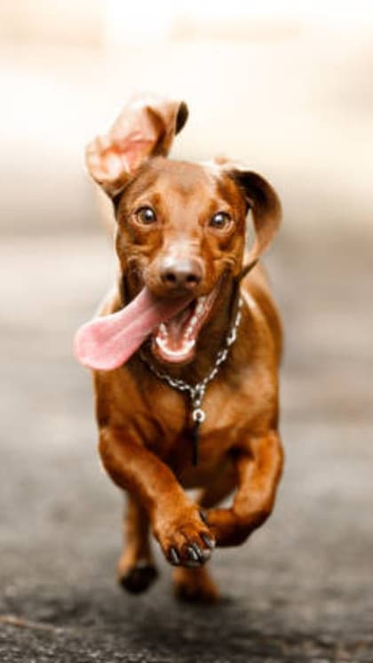 Dachshund
