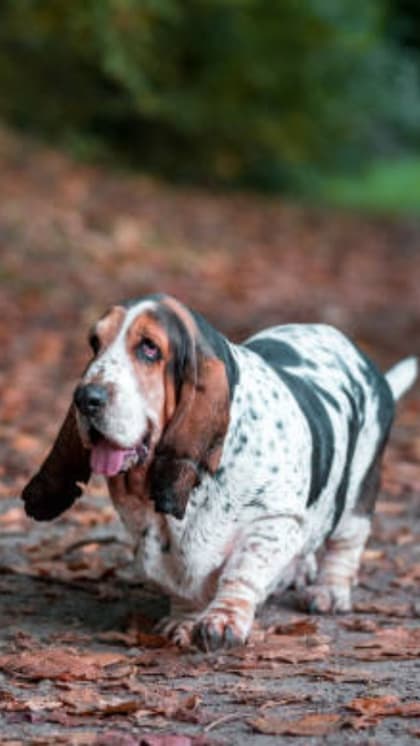 Basset Hound