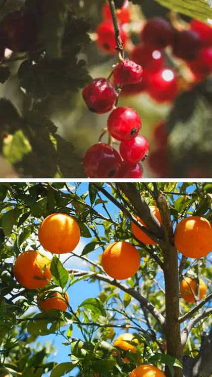 Berries to Oranges: 7 fruits to eat when trying to loss weight