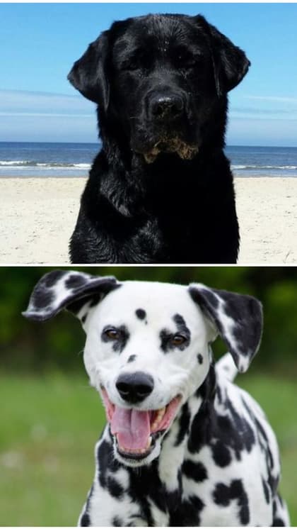 Labrador to Dalmatian: 7 Most playful dog breeds in India