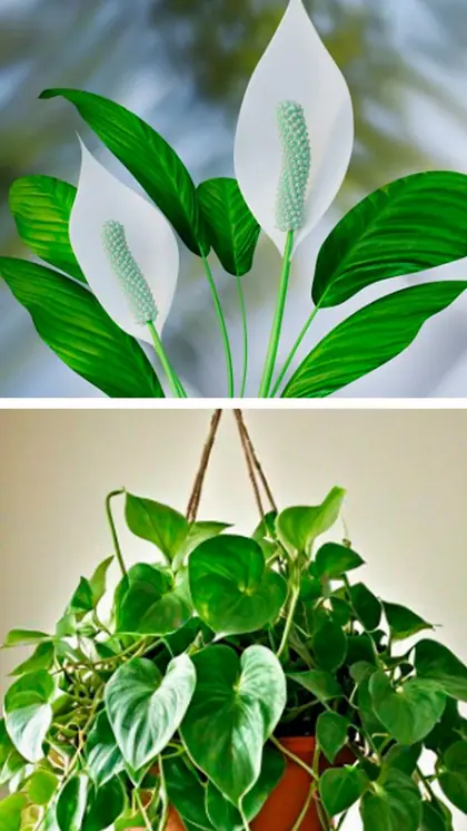 Lucky Bamboo to Money Plant: 7 Plants for Wealth & Prosperity in 2026 |  Asianet Newsable