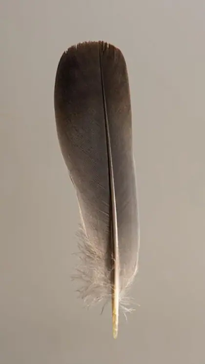 World's most expensive feather