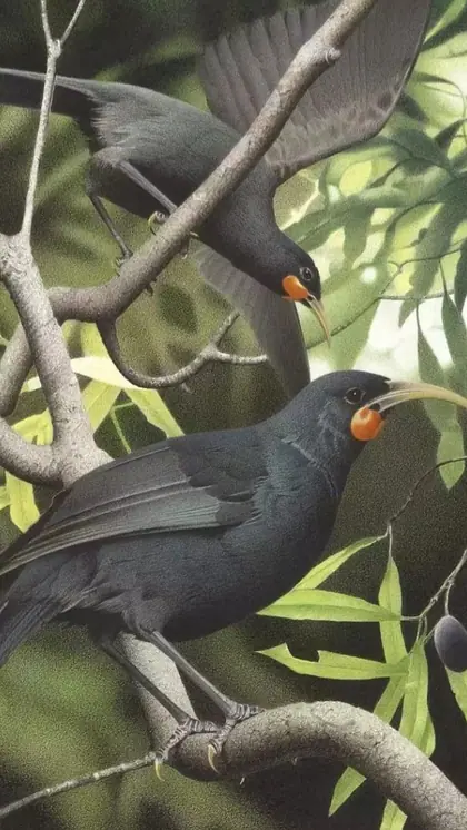 Huia bird