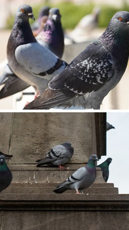 Why has a German community ordered to slaughter all its pigeons?