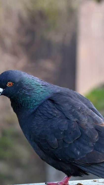 Kill pigeons