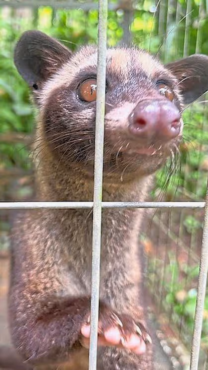 Kopi Luwak: World's most expensive coffee