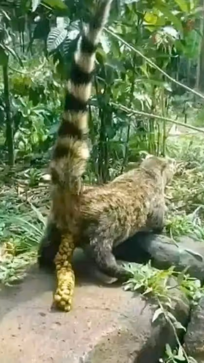 Meet the Asian Palm Civet