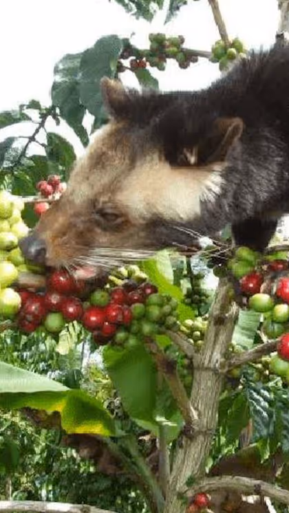 Harvesting process: From Cherries to droppings
