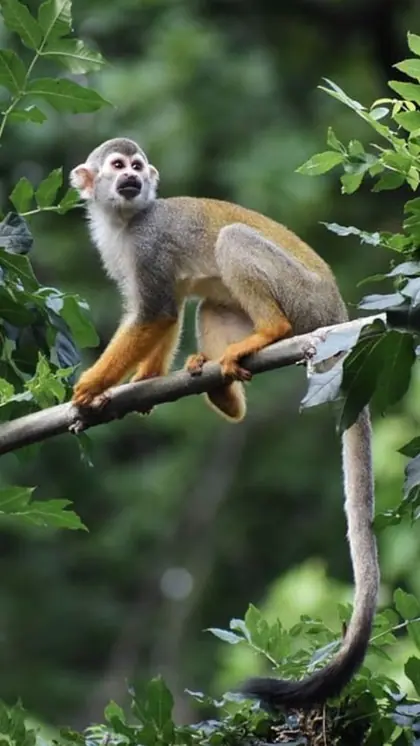 Why do monkeys take out each other's lice?