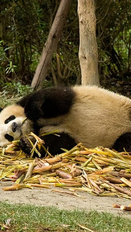 Bifengxia Panda Base, China