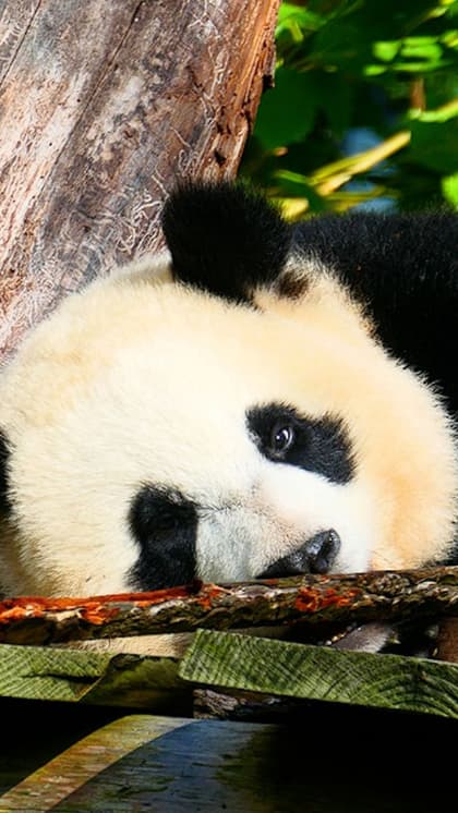Dujiangyan Panda Base, China