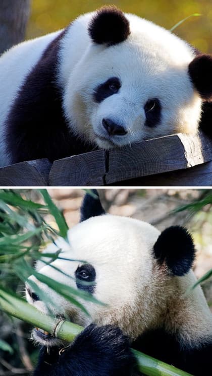 Giant Pandas: 7 places where you can find these fur babies