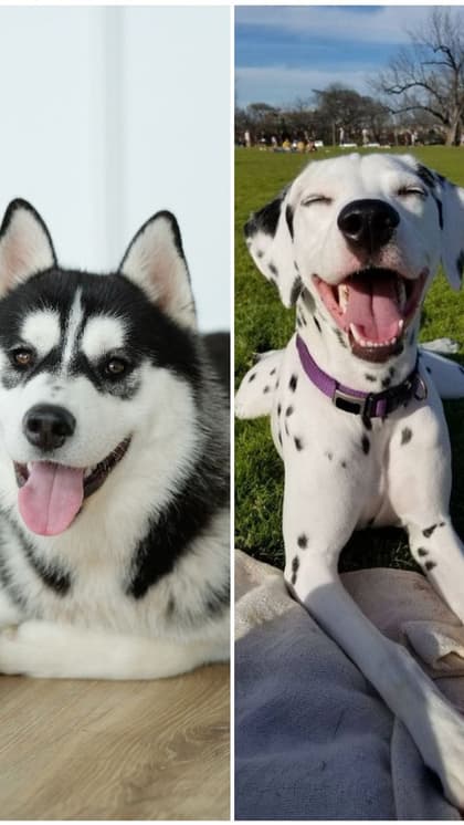 Husky to Dalmatian: 7 Moody dog breeds in India