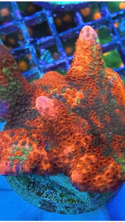 Corals