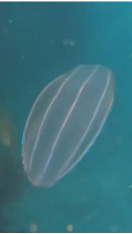 Comb Jellies