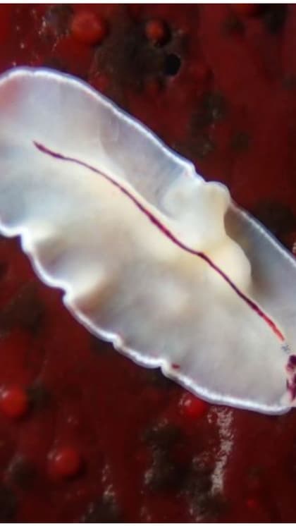 Flatworms