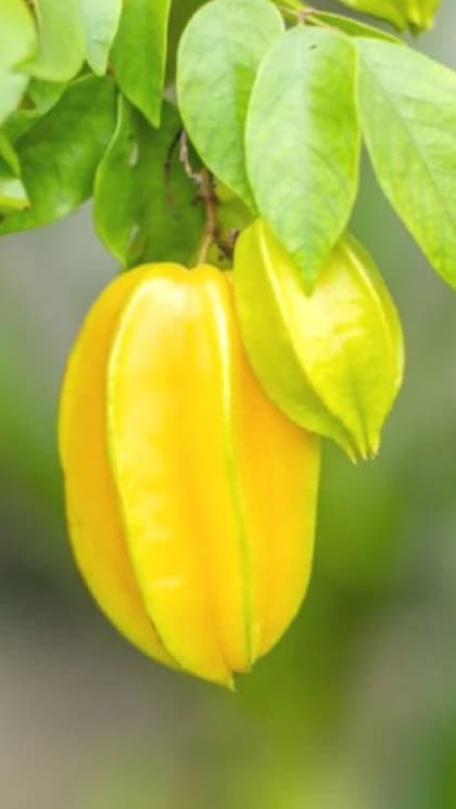 जवां स्किन से लेकर मजबूत हड्डियों तक, कई फायदे पहुंचाता है अर्जुन फल