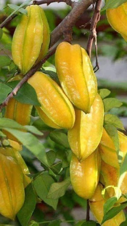 पीले रंग का अर्जुन का फल
