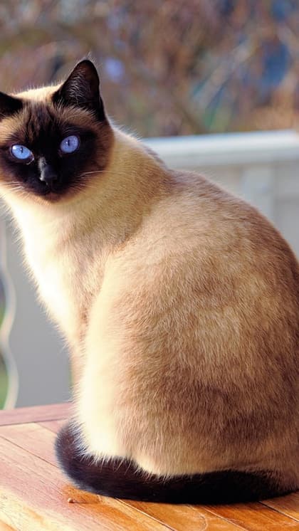 Siamese cat