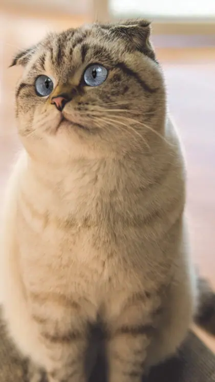 Scottish Fold cats